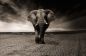 Preview: Wandbild "Elefant"