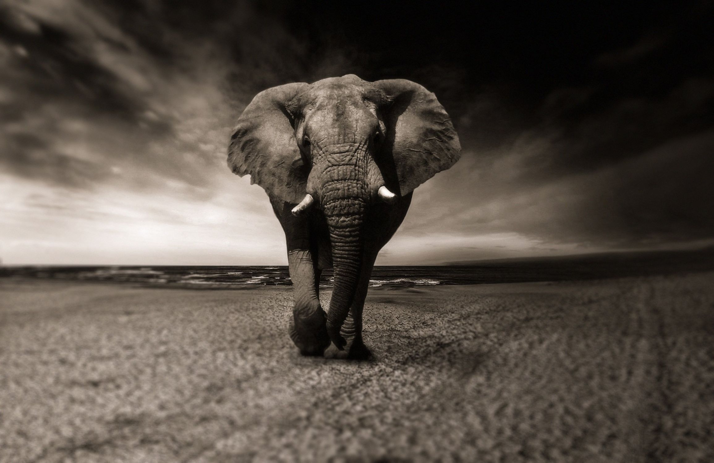 Wandbild "Elefant"